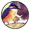 Eisvogel