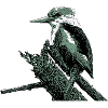 Eisvogel