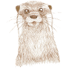Loutre 2 12 07 2022