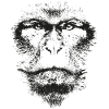 Macaque face