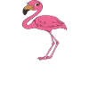 Drôles de graphismes flamants roses