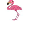 Drôles de graphismes flamants roses