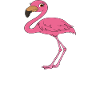 Funny flamingo graphics