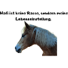 Haflinger Lebenseinstellung
