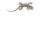 I Can Fly Gecko