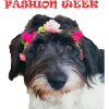 DOG Fashion Week