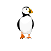 Puffin Papageientaucher Puffins