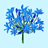 Blue flower