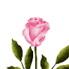 Rose mit Blättern
