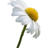 Marguerite Goose Flower