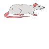 Easily distracted by rats