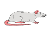 I'm really addicted to rats