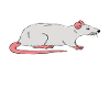 Certified Rat Expert