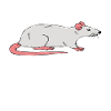 Eat Sleep Rats Repeat
