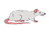 Je suis la maman rat
