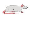 Ratten Vor Dates