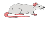 Rat Whisperer