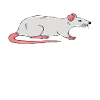 Pretend Im A Rat