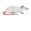 Des rats pour tous