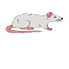 Best Rat Aunt Ever
