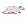 This Is My Rat Costume