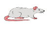 Best Rat Mother Ever