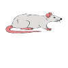 I really love my rat