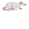 J’aime vraiment les rats
