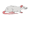 I really like rats