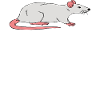 Jesus, Coffee and Rats