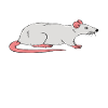 La mère du rat mignon