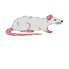 Rats better than therapy