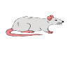 Rats Because Humans Are Shit