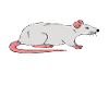 This girl loves rats