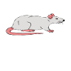 Yes, I'm talking about rats