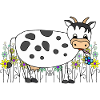 Vache