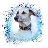 Sloughi, dog, graffiti,blue,painting