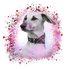 Sloughi, dog, graffiti,pink,painting