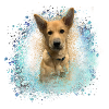 Canaan, dog, graffiti,beige,painting,blue