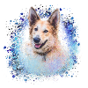 Chinook, dog, graffiti,blue,painting,