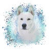 Canaan, dog, graffiti,beige,painting,akita