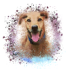 Sloughi, dog, graffiti,pink,painting