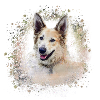 Chinook, hund, graffiti,beige,malerei,schäferhund
