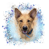 Chinook, dog, graffiti,pink,painting,blue