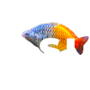 Boesemani Rainbow Fish Keeper