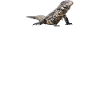Argentinian Black & White Tegu