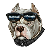 Dog cool