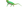 Veiled Chameleon Geometric Reptile Keeper