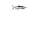Dear Salmon