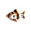 Tiger Barb Aquarium Fish